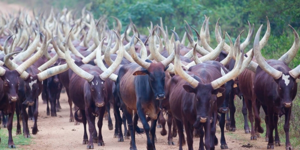 The Ankole cattle breed, with its distinctive long horns, is native to Uganda. 